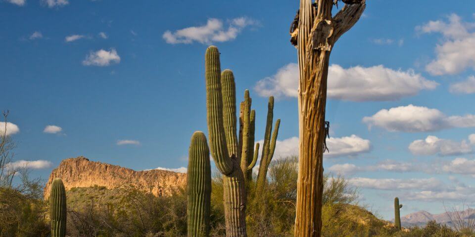 A dead saguaro cactus in front of a few live ones.