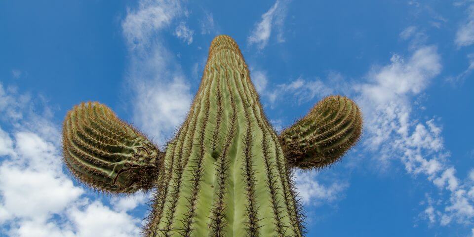 A large saguaro cactus from below.