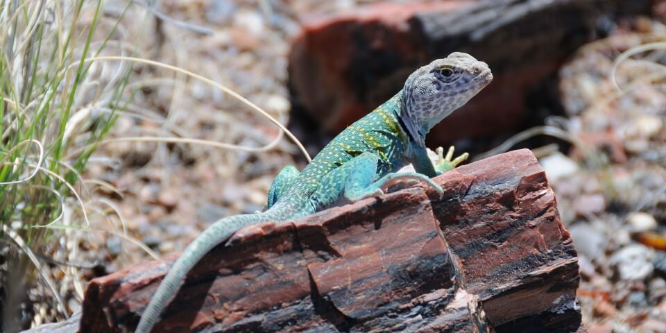 A green lizard stands on a petrified log in the Petrified Forest Arizona.