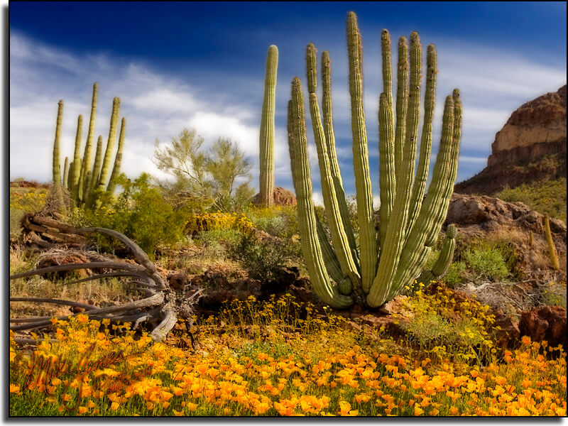 Orange Pipe National Monument in Arizona has many great plants.