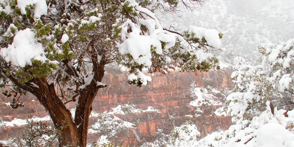 Snowy trees in front of a red canyon during the Arizona winter.