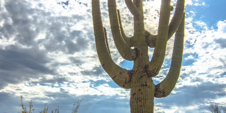 Saguaro cactus with many long arms extending upward.