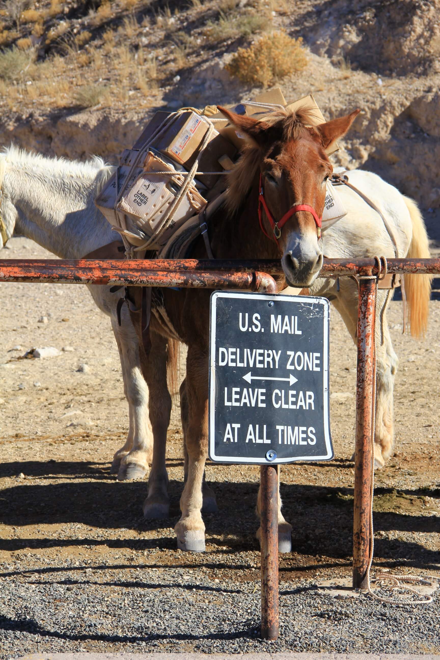 A mail-delivery mule stands with postage on its back behind a mail delivery sign.
