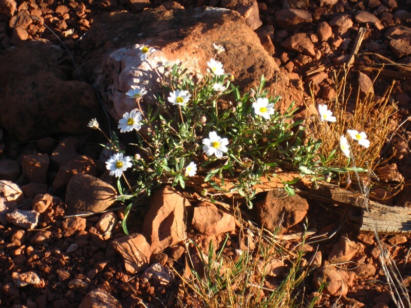 White flowers and plants grow out of a rock in Sedona, Arizona.