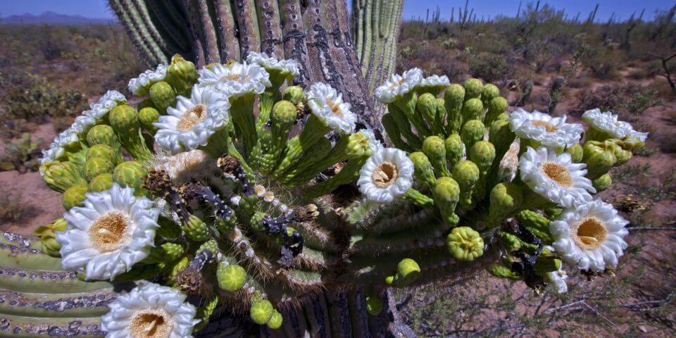 White flowers growing out of a saguaro.