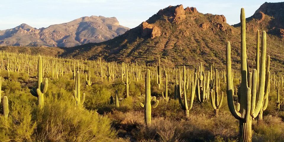 Many saguaro cacti across a Southwestern desert landscape.