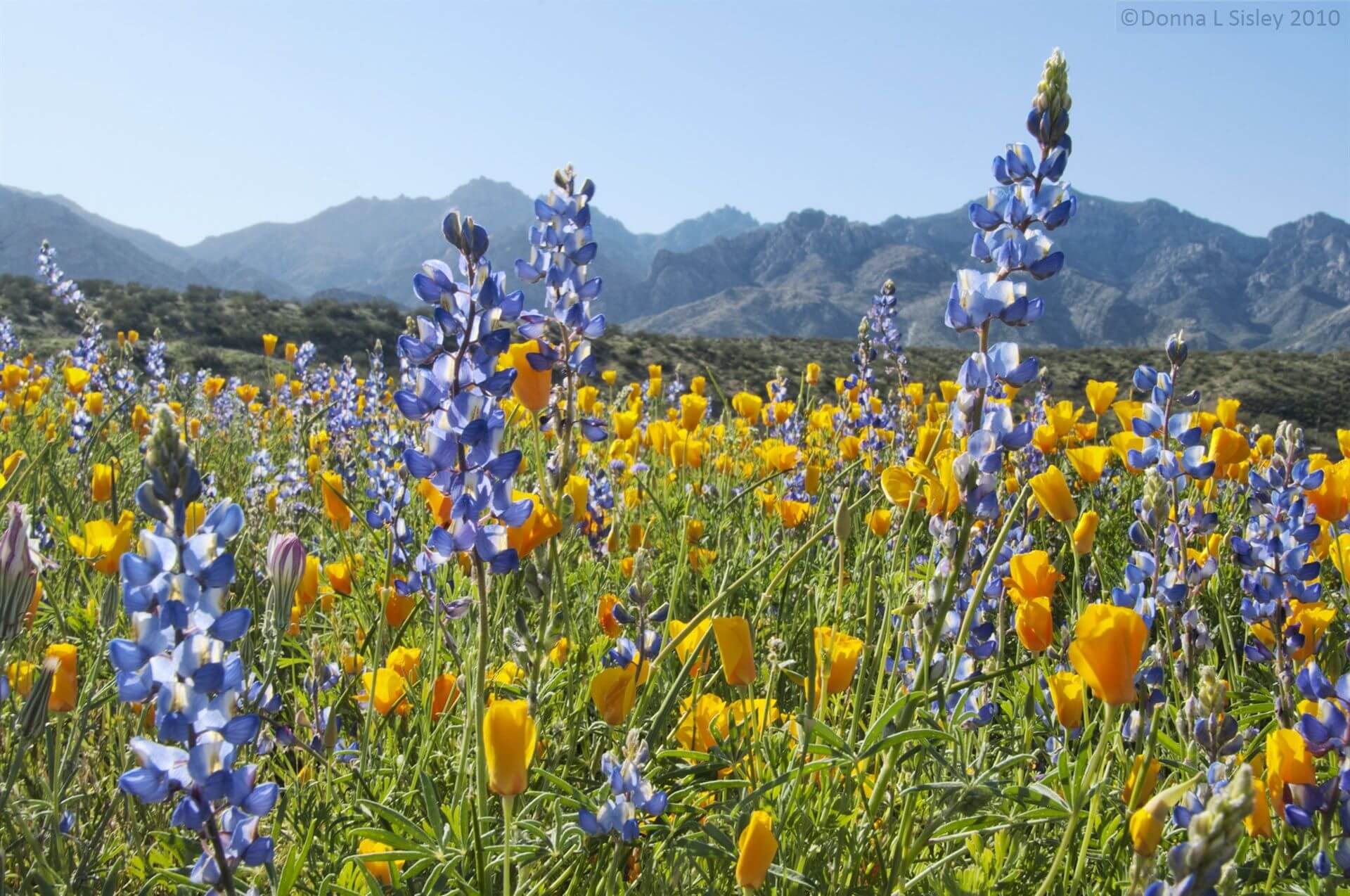 Blue bonnets and yellow tulips in Catalina State Park.