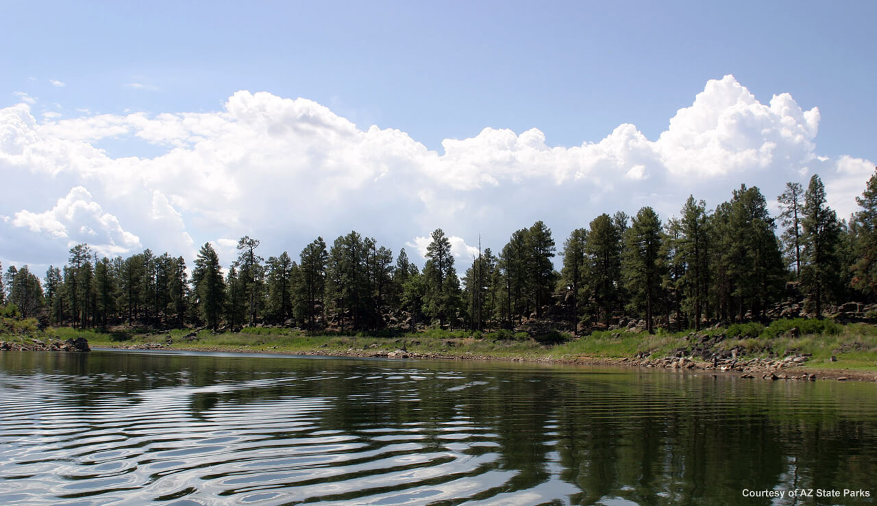 Ponderosa pine trees along the banks of Fool Hollow Lake.
arizonaexperience.org