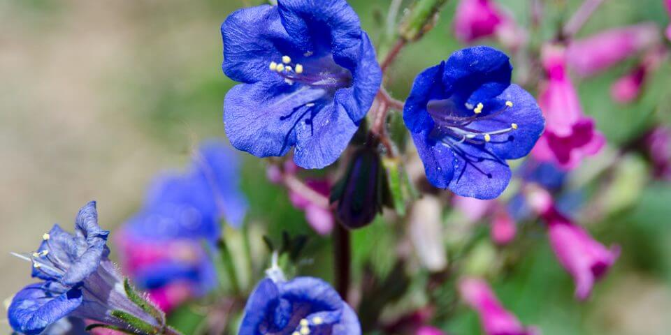 A close up of a blue flower in the boyce thompson arboretum.
Photo by John Aho