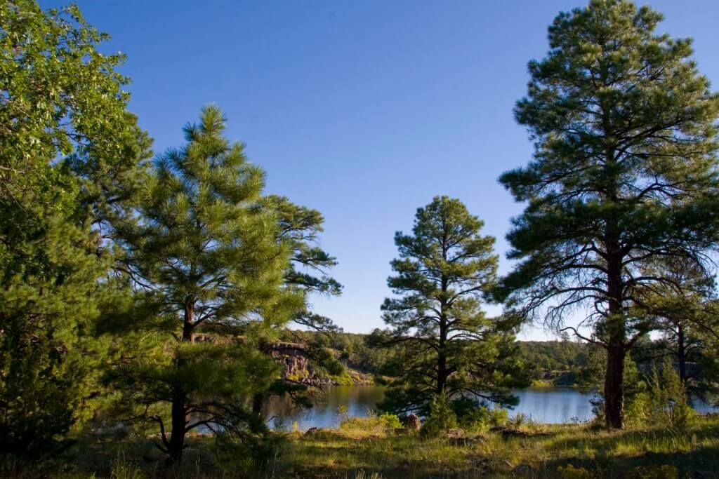 Ponderosa pine forest.
stateparksreview.com