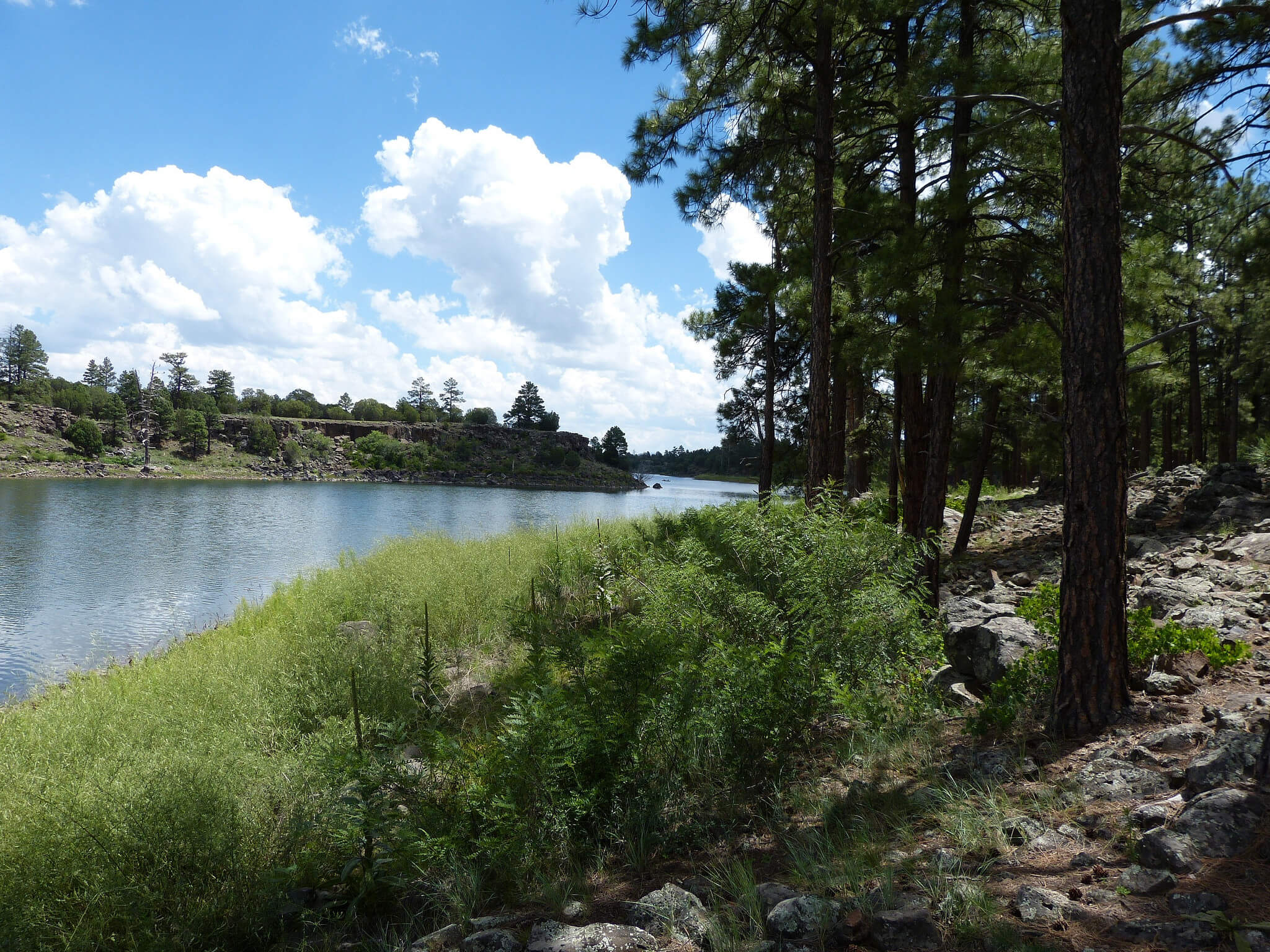 Ponderosa pine trees along Fool Hollow Lake.
Flickr User Keith Graves