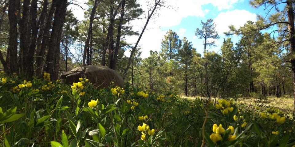 Flickr user Apache-Sitgreaves National Forest