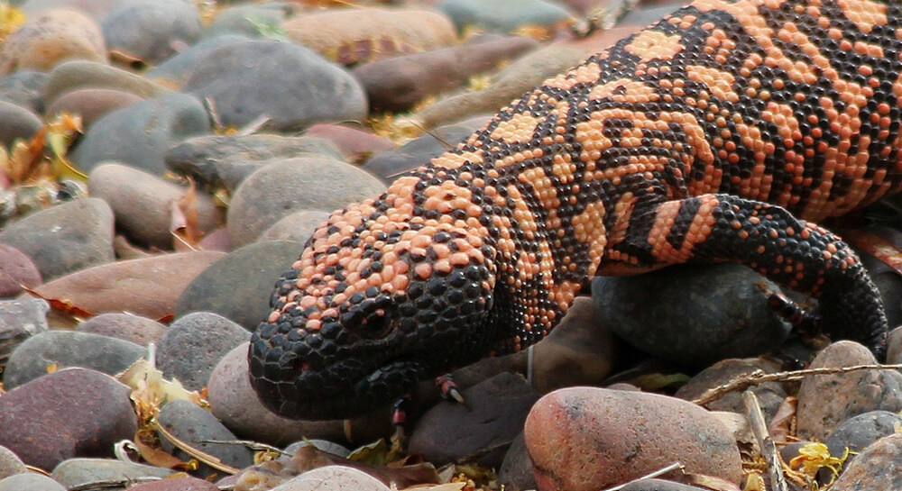 An orange and black Gila monster standing on some rocks.
Flickr User troupial