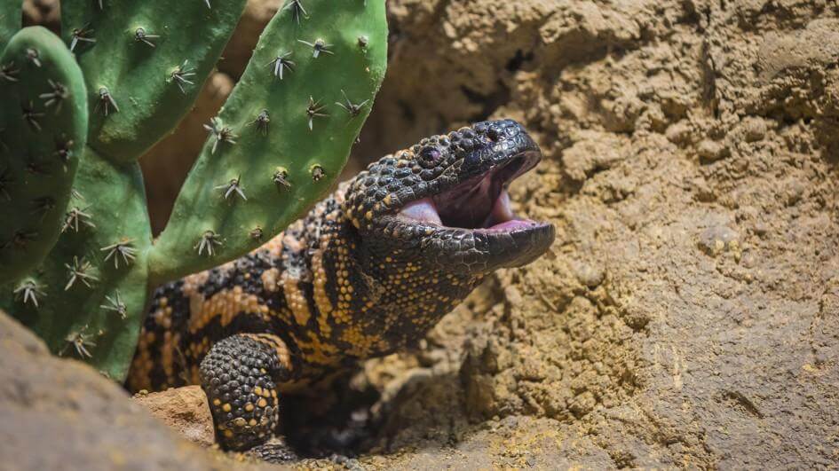Poisonous Gila yellow-speckled Gila monster next to a cactus with its mouth open.
kids.nationalgeographic.com