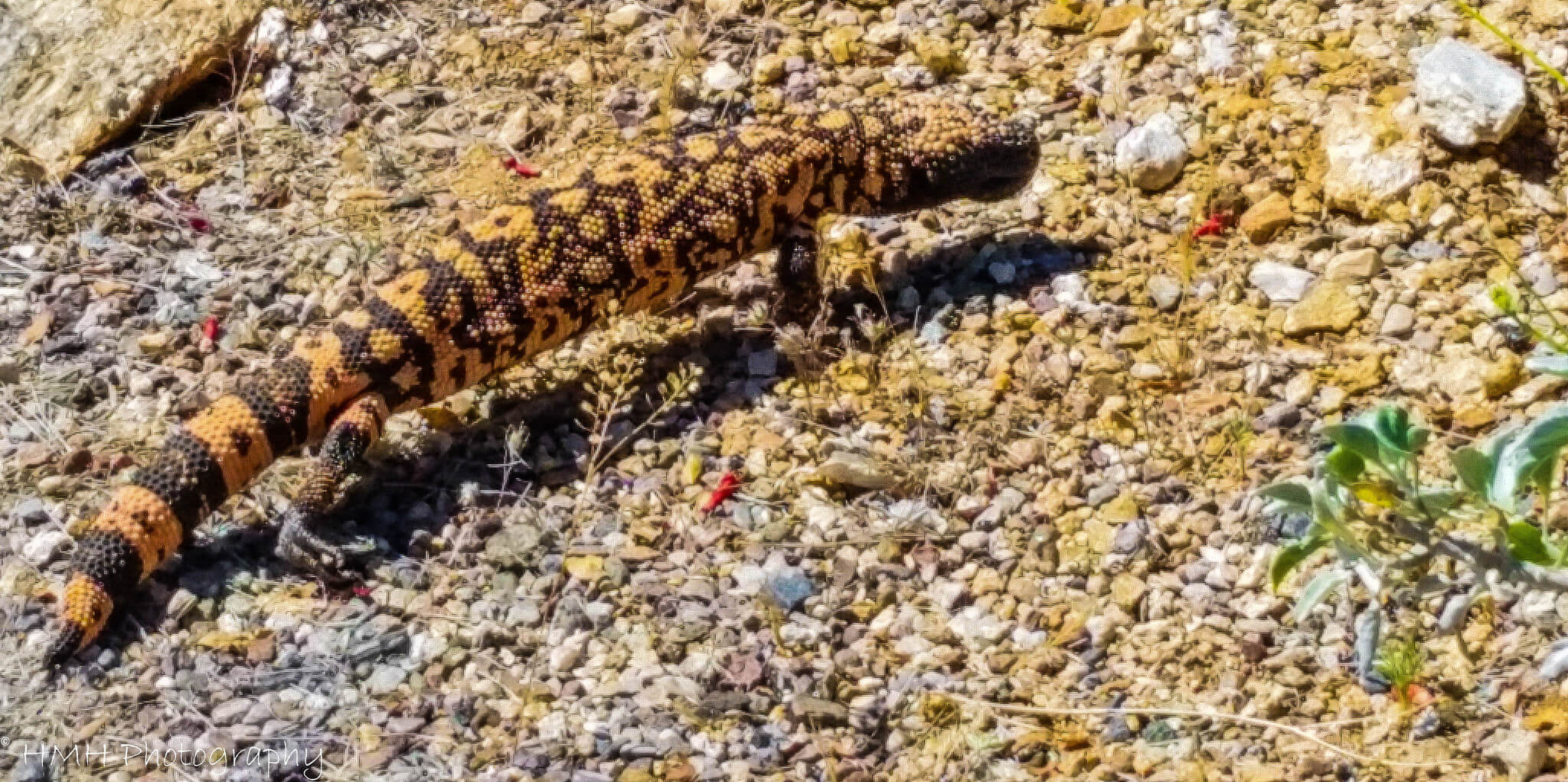 Yellow and black Gila monster on the desert ground.
Flickr User Holly Zimmerman-Hill