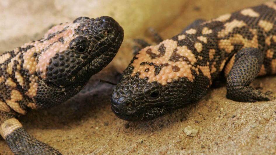 Closeup of two baby Gila monsters with white and black skin.
kids.nationalgeogrpahic.com