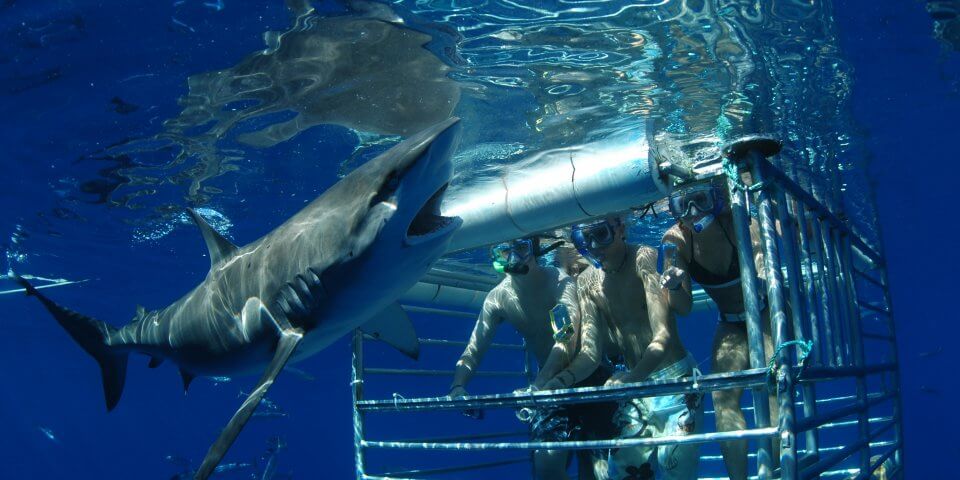 Three divers in a shark cage with a shark swimming nearby. hawaiisharkencounters.com