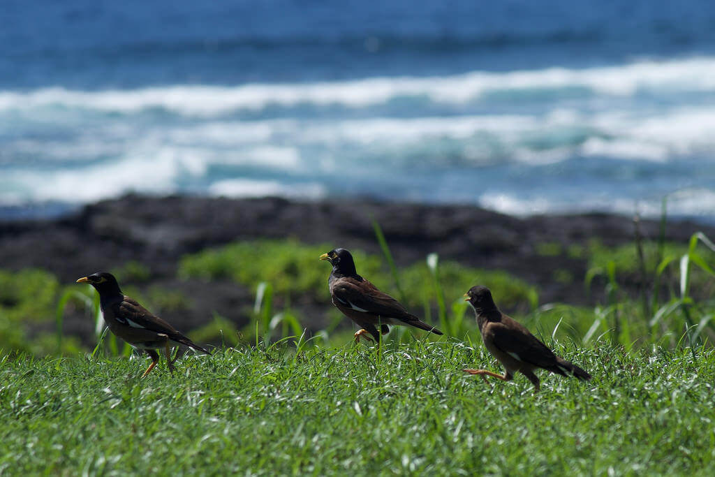 Birds on the grass in front of a beach. c2.staticflickr.con