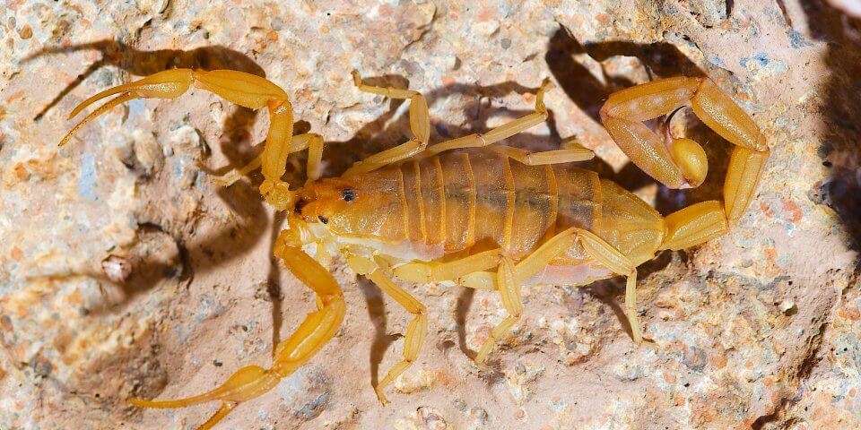The Arizona bark scorpion - Photo by Josh More