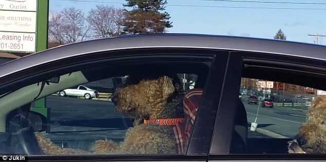 A dog in the driver's seat of a sedan honking the horn. Virginia Citizens Must Honk Their Horn While Passing Other Cars.