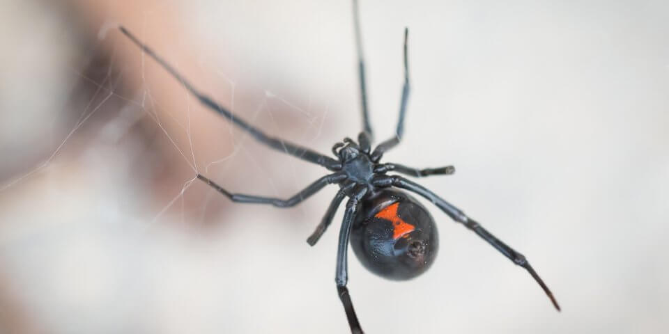 Dangerous animals like this black widow, cause a lot of pain and illness.