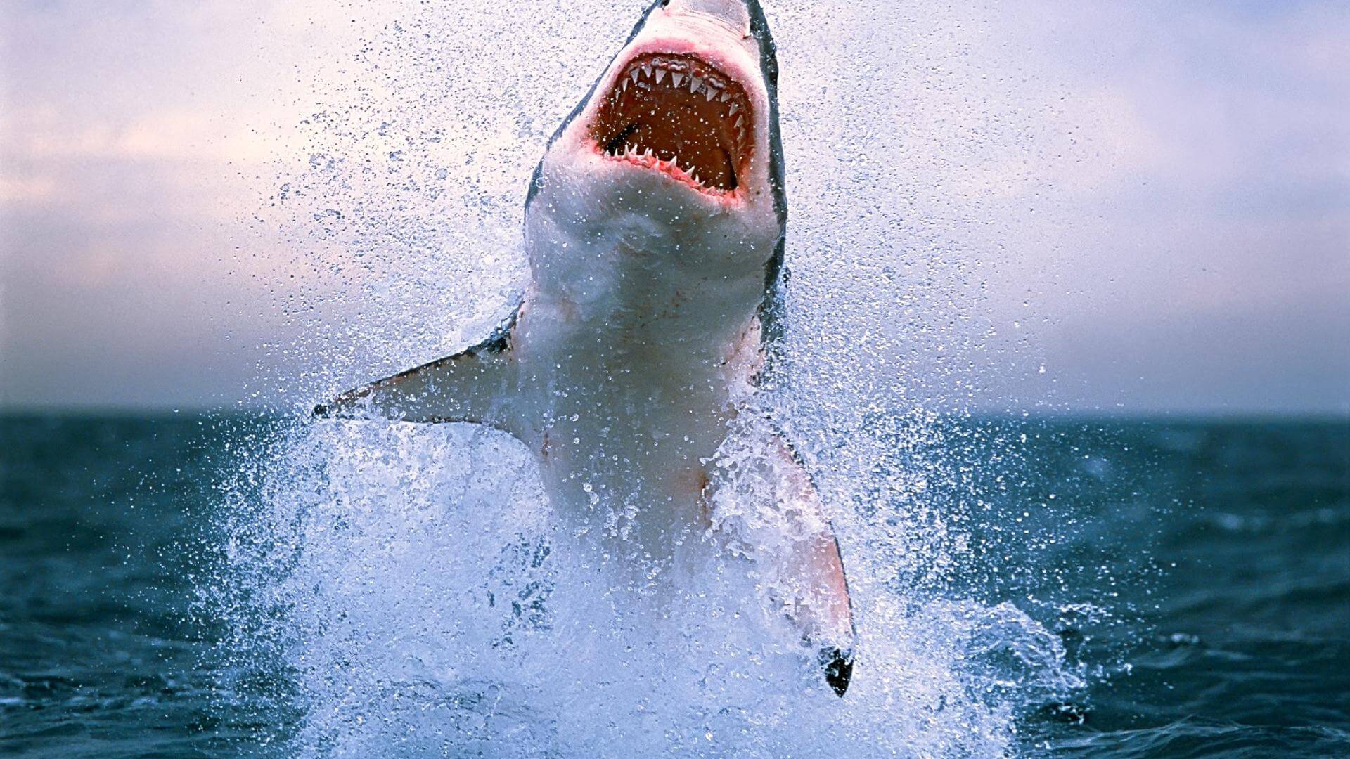 Great White Shark Air Jaws 