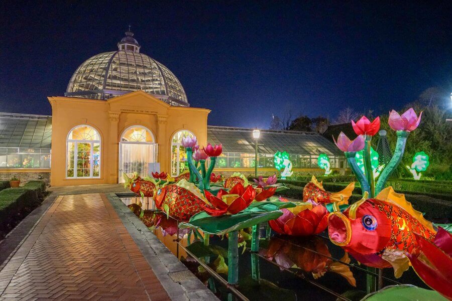 China lights light up the night at the New Orleans City Park. Red Koi fish and pink tulips abound.
Photo by Paul Broussard
