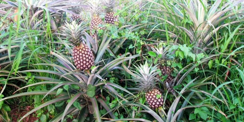 Pineapples growing in the Hawaiian wilderness. This is one of the many cool facts about Hawaii.