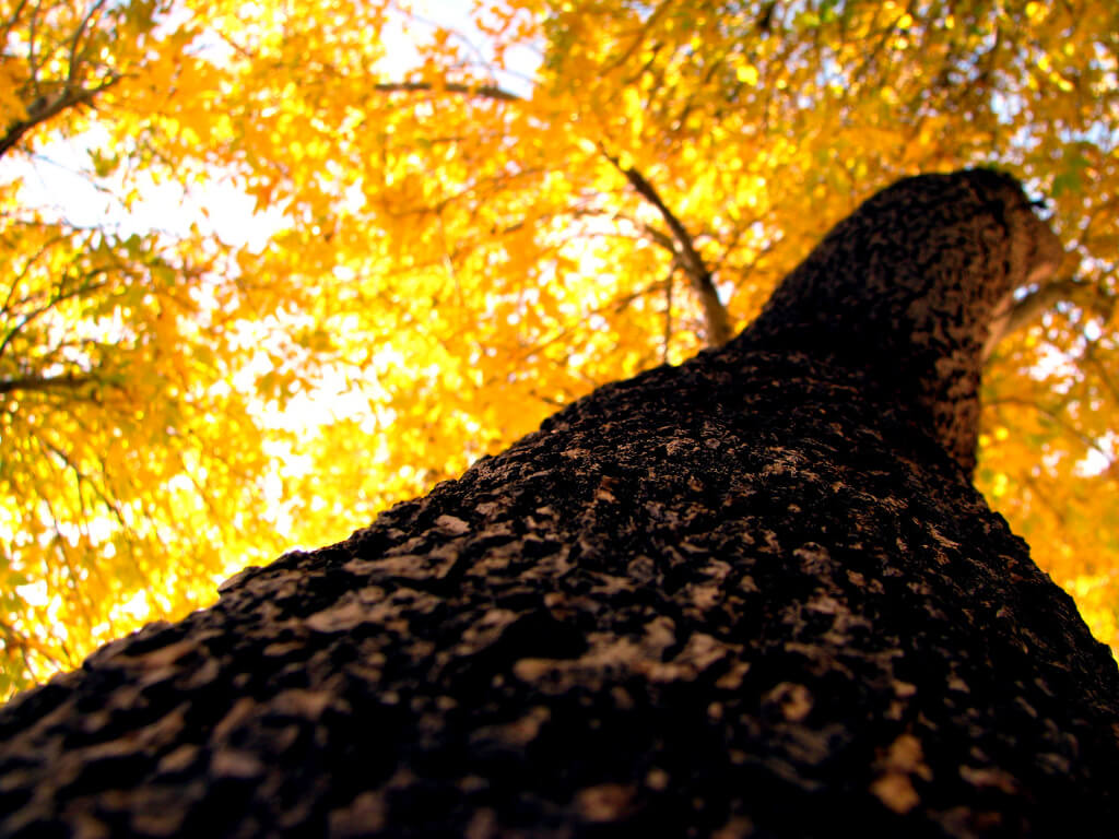 Fall tree in Las Cruces, New Mexico - Photo by Katie