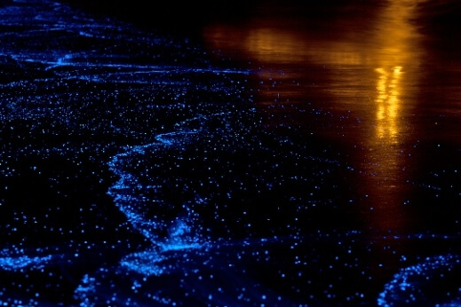 http://cdn2.listsoplenty.com/listsoplenty-cdn/uploads/2012/02/Kuredu-Plankton-bioluminescence.jpg