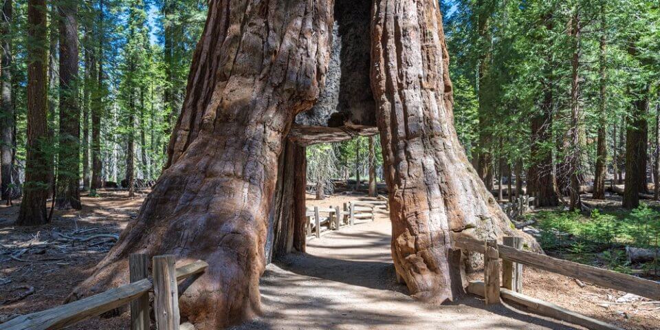 A tree tunnel in Sequoia National Park.