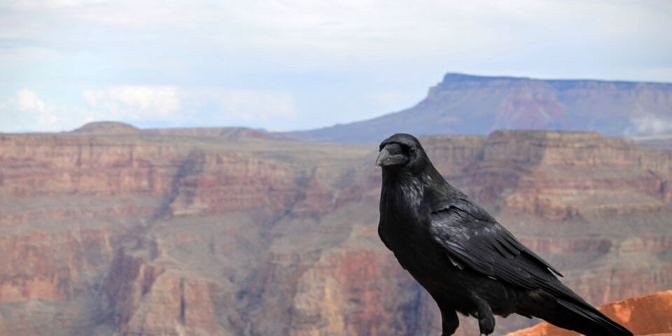  A raven poses with the Grand Canyon in the background.
