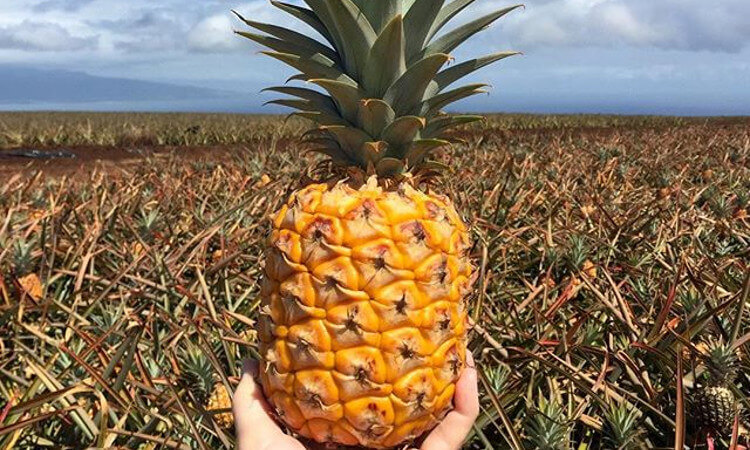 Pineapple plantation on Maui, Hawaii