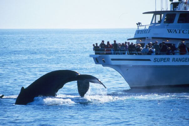 Whale Watch Tour