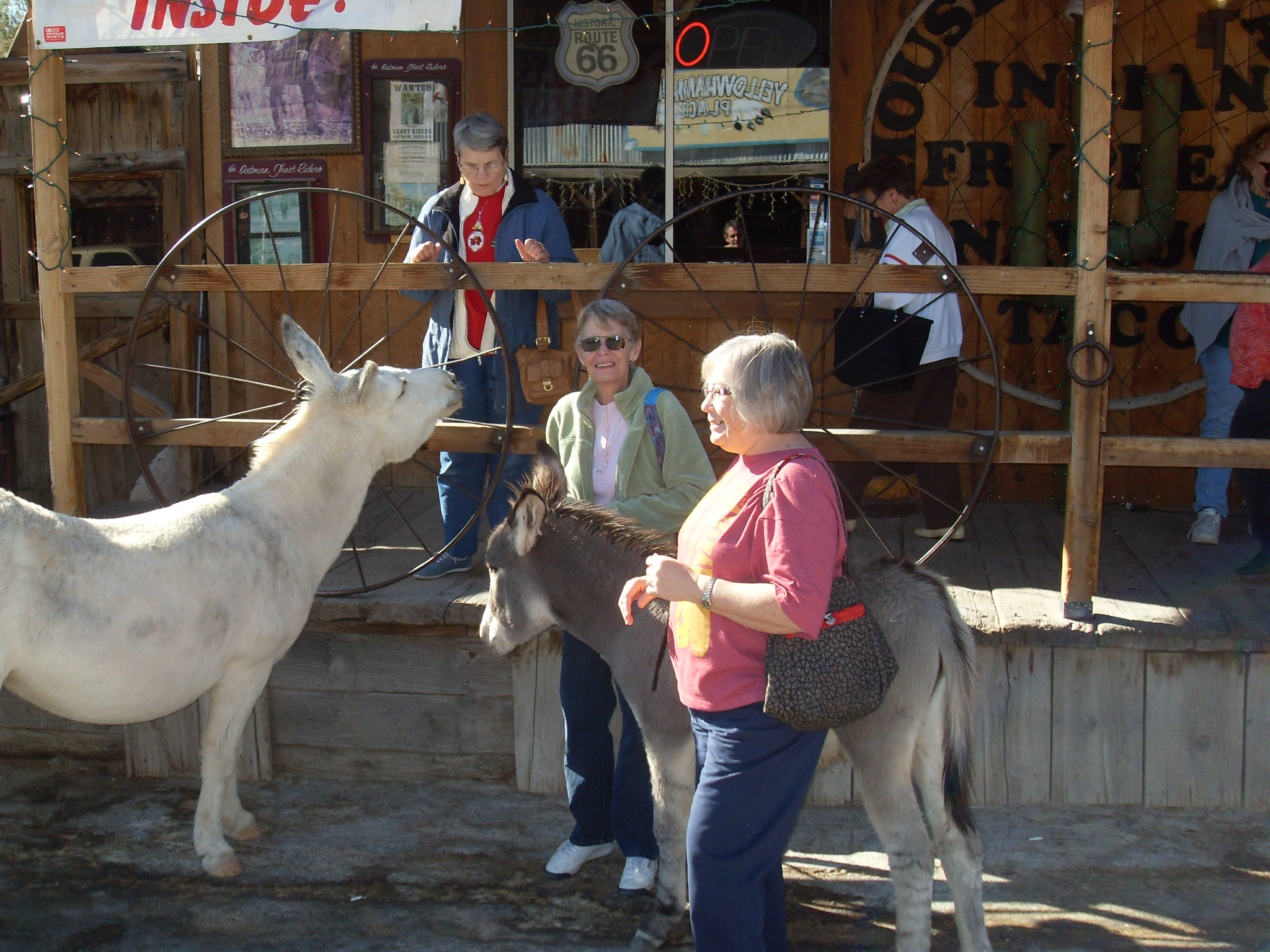 The burros attract a lot of attention in Oatman.