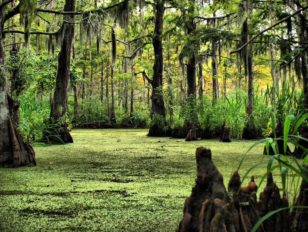 Honey Island Swamp, Louisiana