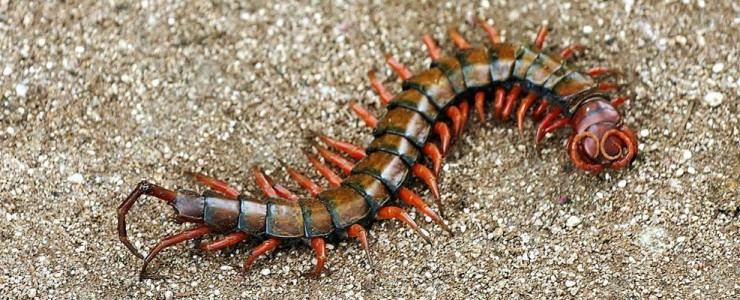Dangerous Centipede in Hawaii