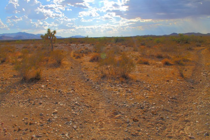 Mojave Desert Arizona