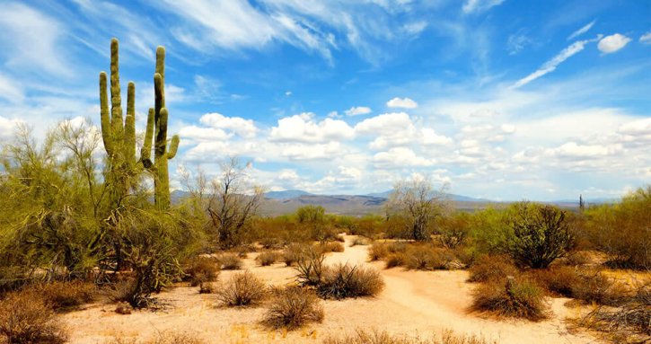 Sonoran Desert Arizona