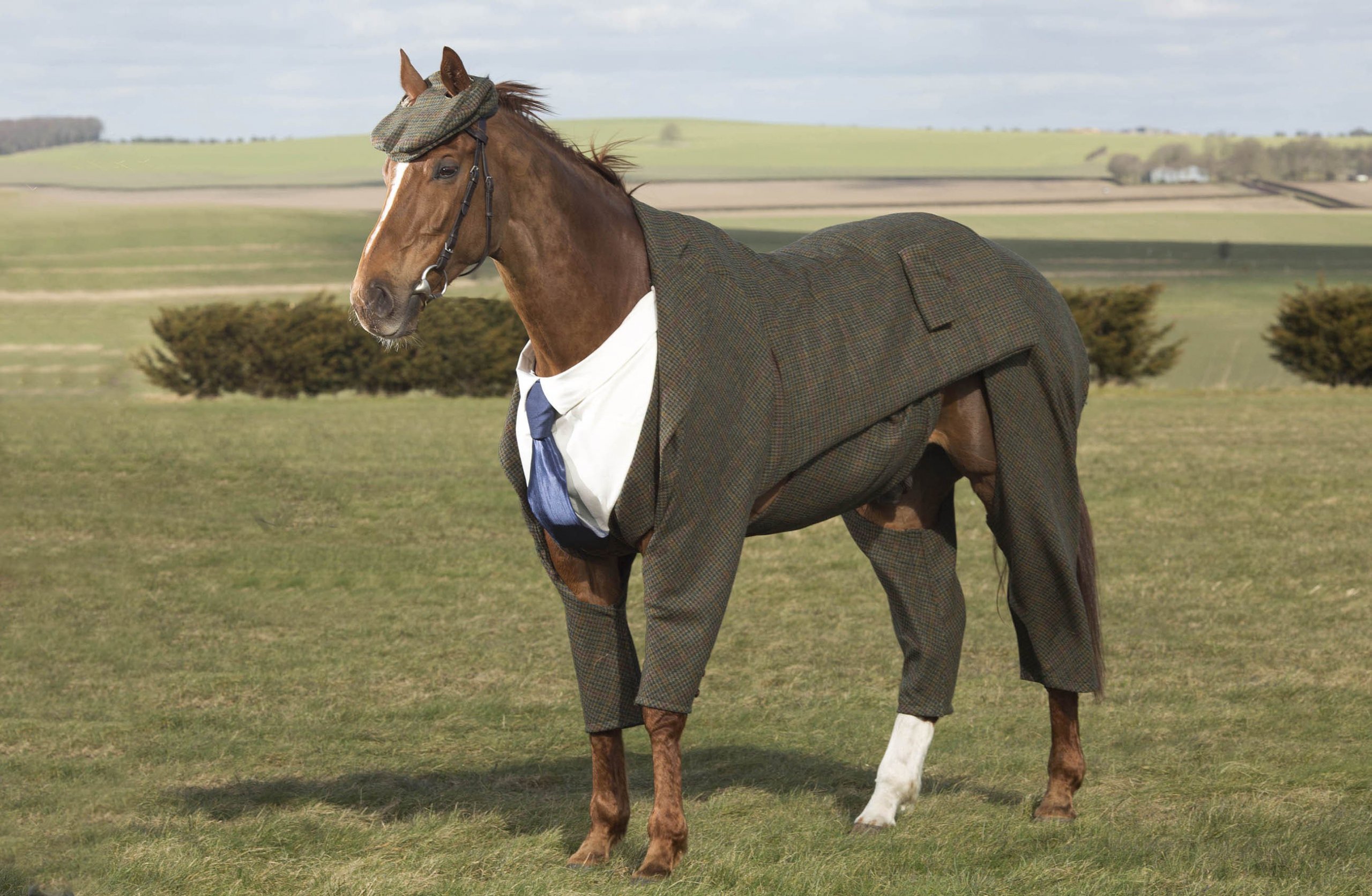 horse wearing pants