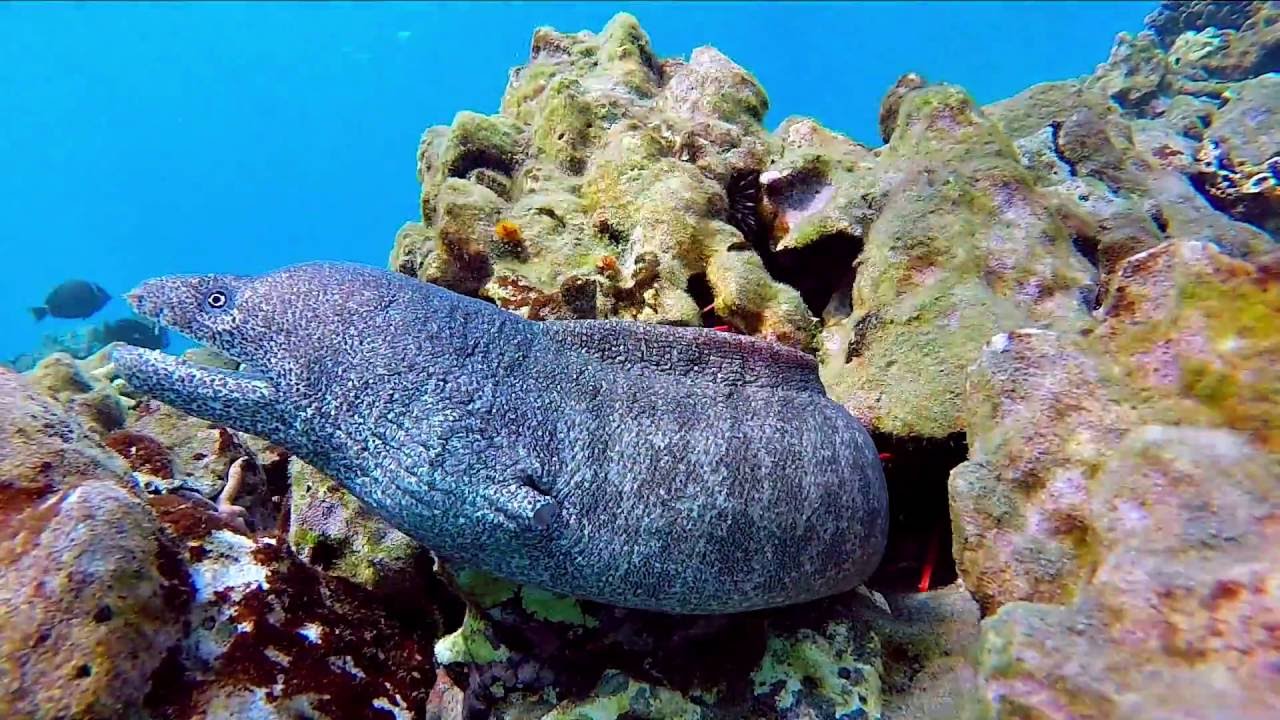 Dangerous Eels in Hawaii