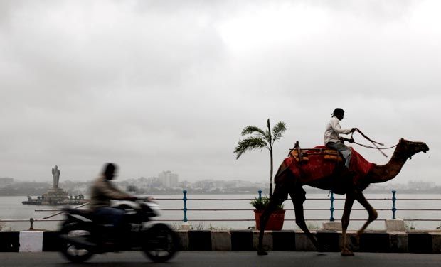 riding a camel on the highway