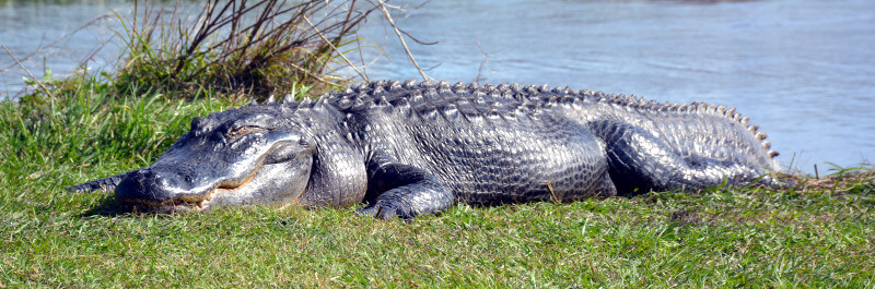 american alligator in Florida