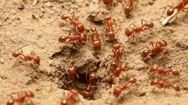 fire ants in Florida