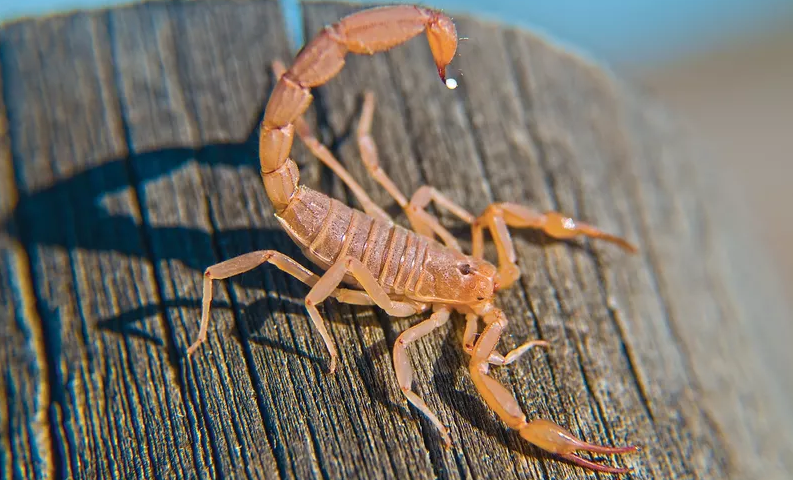 bark scorpion arizona