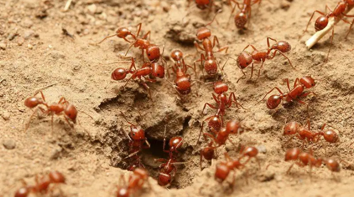 fire ants in texas