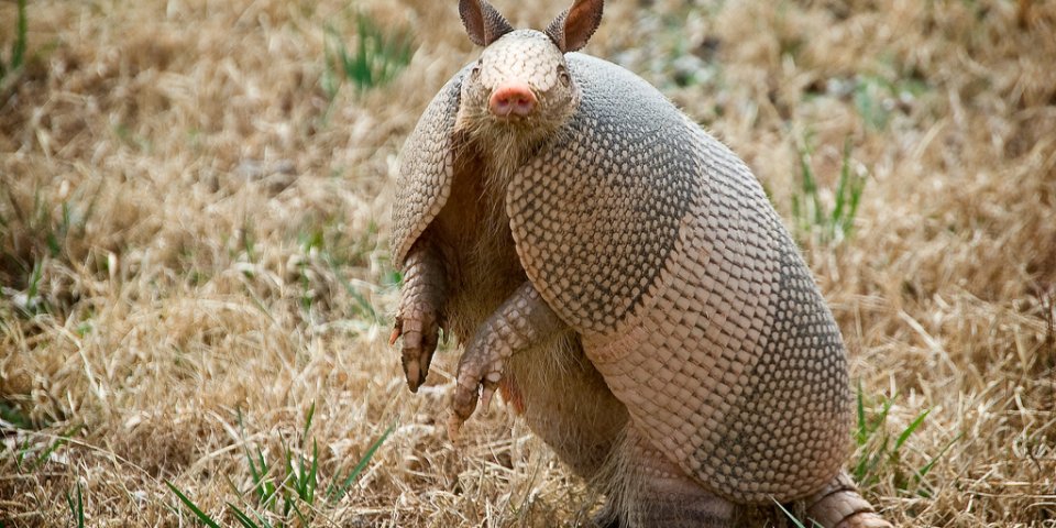 Strangely enough, armadillos are some of the most dangerous animals in Texas.