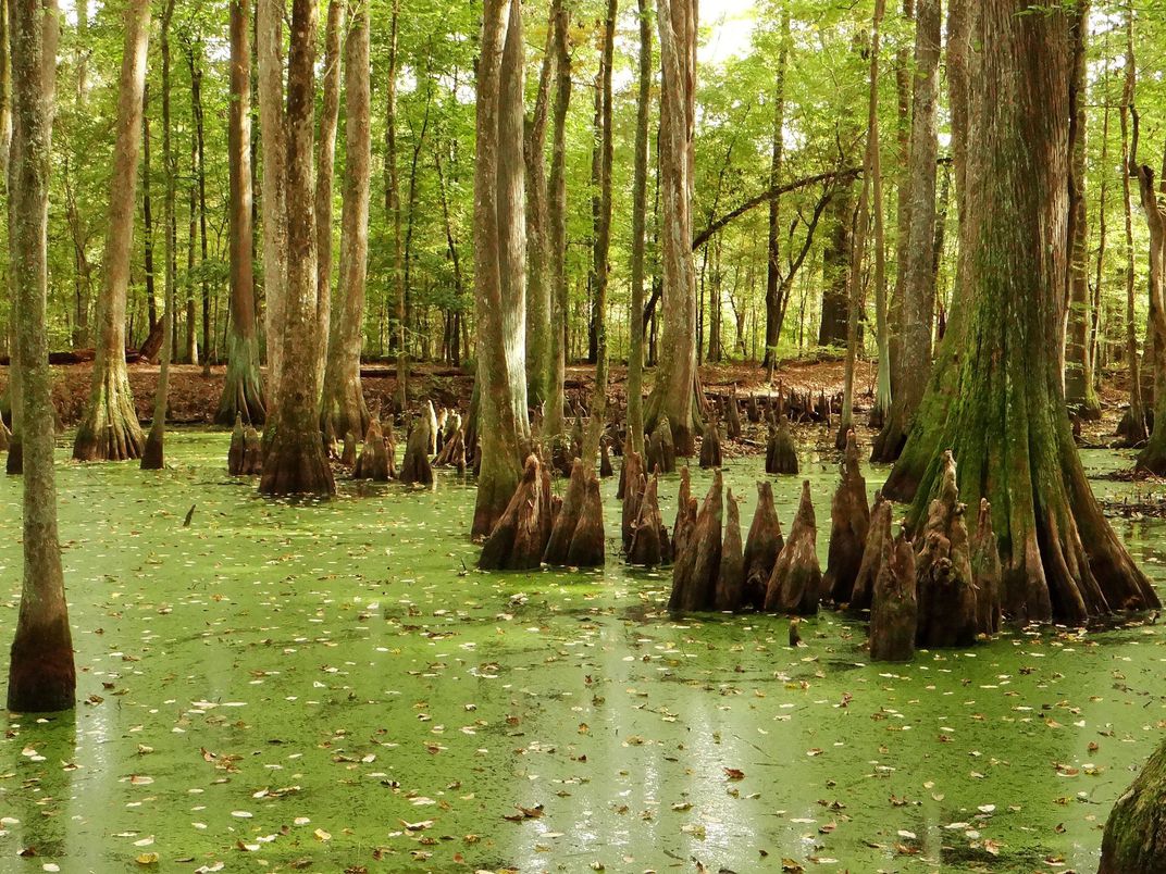 Cypress Swamp, Mississippi