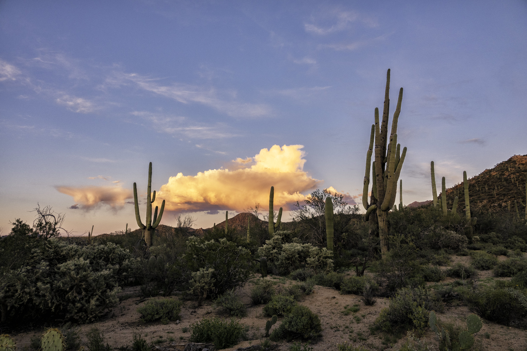 Saguaro National Park is one of the national parks in Arizona still open during the coronavirus.