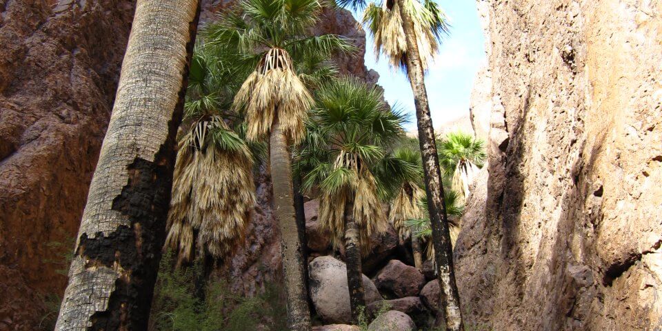 Palm Canyon in the Kofa Mountains.